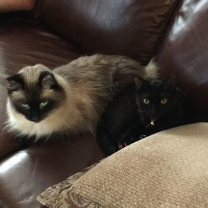 Meet your Posher, Bradley